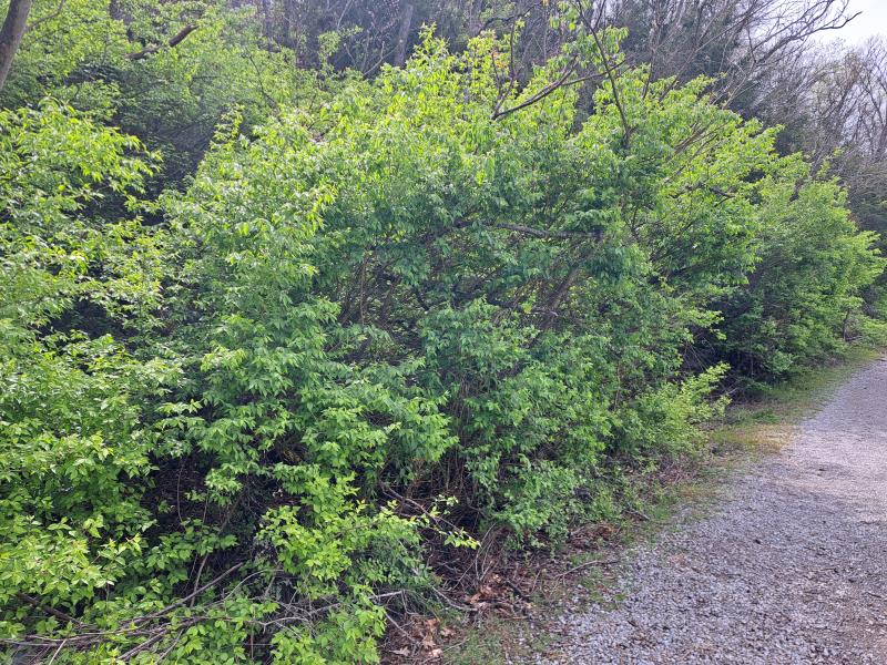 Bush Honeysuckle