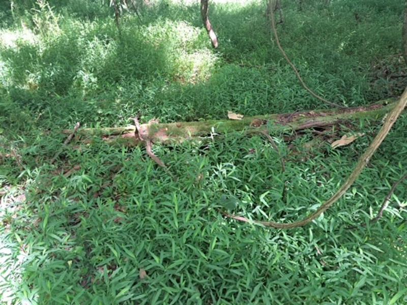 Japanese silt grass