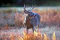Deer Firearms Season Starts Saturday In Georgia