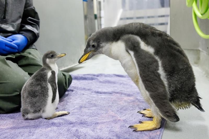 Two recently hatched Gentoo Penguin chicks size each other up at the Tennessee Aquarium. Penguins grow incredibly quickly during their first weeks of life. Despite the size difference, the larger, older chick, right, is only 22 days older than the younger chick.