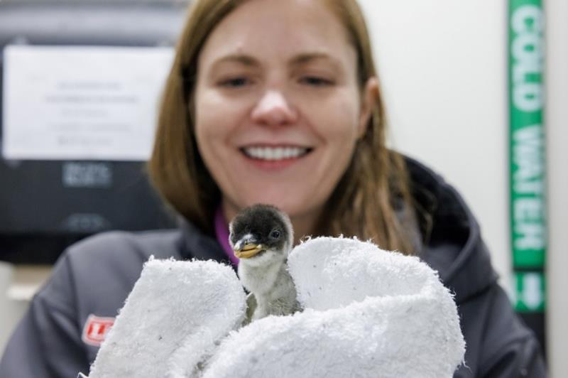 Tennessee Aquarium Conservation Veterinarian Dr. Leah Owens holds a recently hatched Gentoo Penguin during the first of its regular tri-weekly checkups. At one day old, the chick weighed 101 grams, about 3.5 ounces. A month later, it had increased in size by more than 2,700 percent to more than 2.7 kilograms (about six pounds).