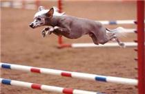 The AKC Dog Agility Competition will be at the Tri-State Exhibition Center April 1-3. 