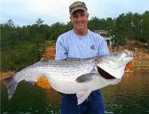 <i>Jim Parramore with a 48-pound, 6 oz. striped bass.</i>