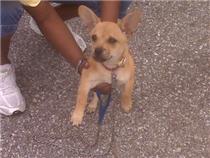 The rescued dog, Kiwi, appeared to be tired, but otherwise uninjured from the experience.