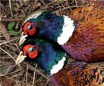 <i>The only pheasants I've ever killed were on a hunting preserve. I'm looking forward to searching for "real wild ringnecks" in South Dakota.</i>