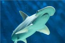 Bonnethead shark