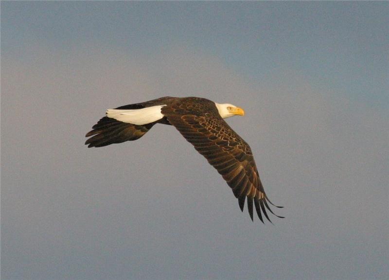 This Thanksgiving, Help Give Wildlife A Chance