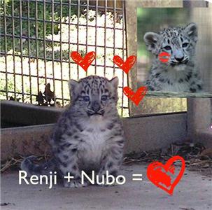 Renji, the Chattanooga Zoo's snow leopard will soon move to the Cincinnati Zoo in hopes of breeding with Nubo.