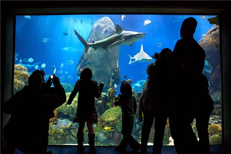 Tennessee Aquarium Expects 20 Millionth Visitor This Weekend
