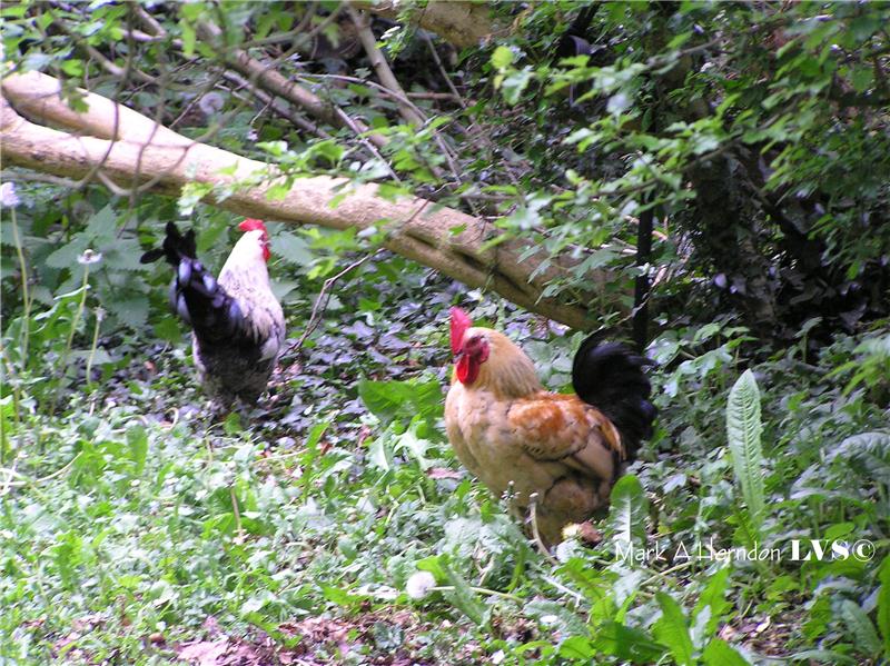 City Council Passes 1st Reading Of Ordinance To Allow Chickens Within