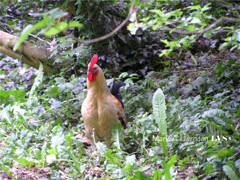 City Council Passes 1st Reading Of Ordinance To Allow Chickens Within