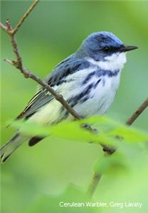 Cerulean Warbler