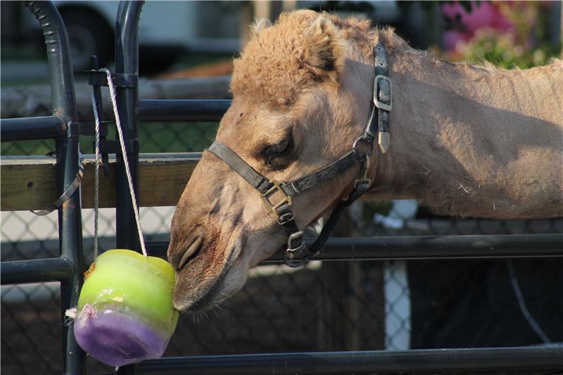 Chattanooga Zoo Ice Cream Safari Is June 9