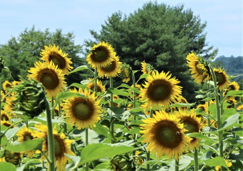 PHOTOS Enjoying The SmithBerry Farm Sunflowers