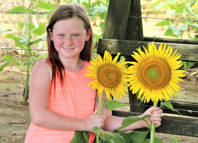 PHOTOS Enjoying The SmithBerry Farm Sunflowers