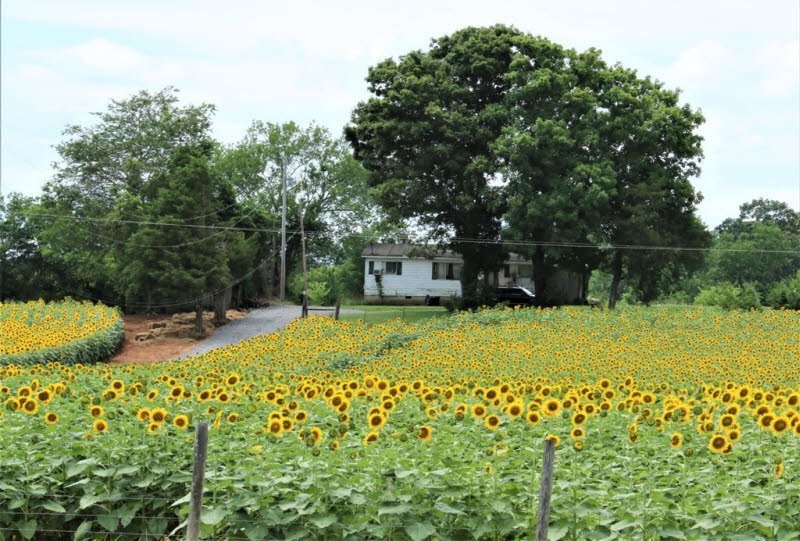 PHOTOS Enjoying The SmithBerry Farm Sunflowers