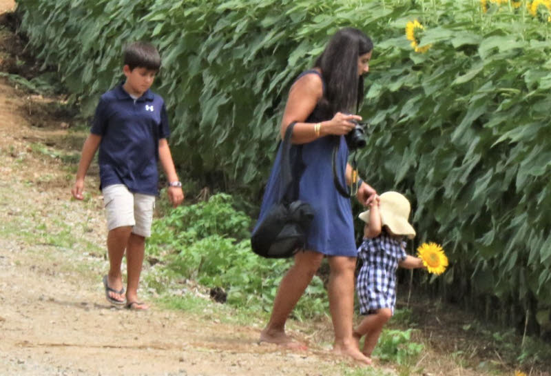 PHOTOS Enjoying The SmithBerry Farm Sunflowers
