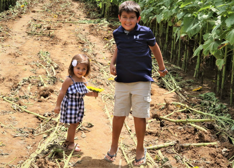 PHOTOS Enjoying The SmithBerry Farm Sunflowers