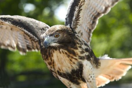 Birds of Prey