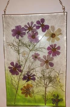 Cool Cosmos by Judy Jones