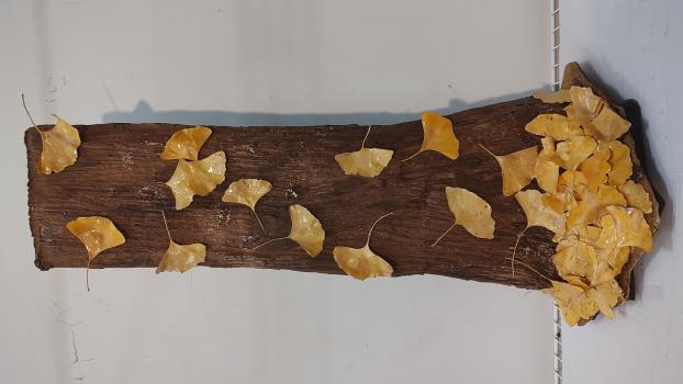 Gingkos Falling by Judy Jones