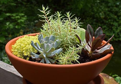 The Master Gardeners of Hamilton County host a free class on Container Gardening Saturday