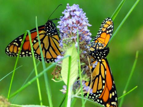 The beloved Migratory Monarch Butterfly was added to the IUCN Red List of Endangered Species List in July, 2022. Threats to this species include habitat loss and pesticide use.