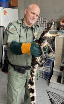 TWRA Captive Wildlife Coord. Capt. Rusty Boles holds a Spectacled Caiman that was abandoned behind a Knoxville business last week.  This caiman species can grow up to eight feet in length posing a threat to human safety and native wildlife. 