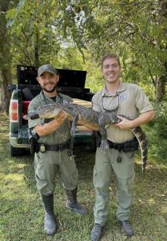 4-Foot Alligator Captured In Rhea County