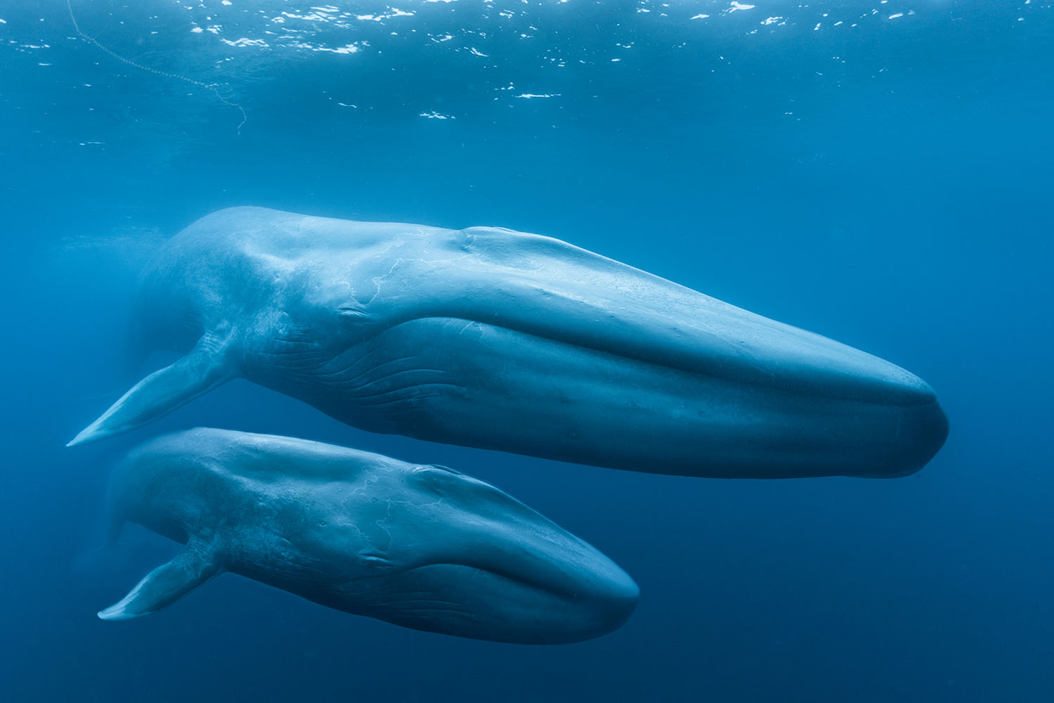 Blue Whales Return Of The Giants 3D Brings The Planet s Largest Animal Blue Whales Return Of The Giants 3D Brings The Planet s Largest Animal
