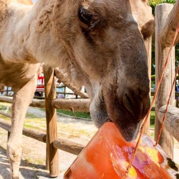 Camel enjoys icy treat at Ice Cream Safari