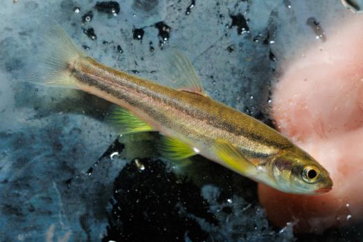 A Laurel Dace (Chrosomus saylori) collected from a stream on Walden Ridge north of Chattanooga. In the last 12 years, this minnow’s range has drastically dwindled to just two streams, and scientists consider it one of North America’s 10 most-imperiled fish species.