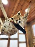 Pilatus The Red Panda Leaving Chattanooga Zoo; Zoo Hosting Send-Off June 27 With Chance To Feed Pilatus