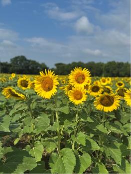 Free Sunflower Seeds Encourage Growing A Sunflower For The Hamilton County Fair