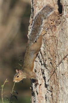 Squirrel - Di-Lane WMA