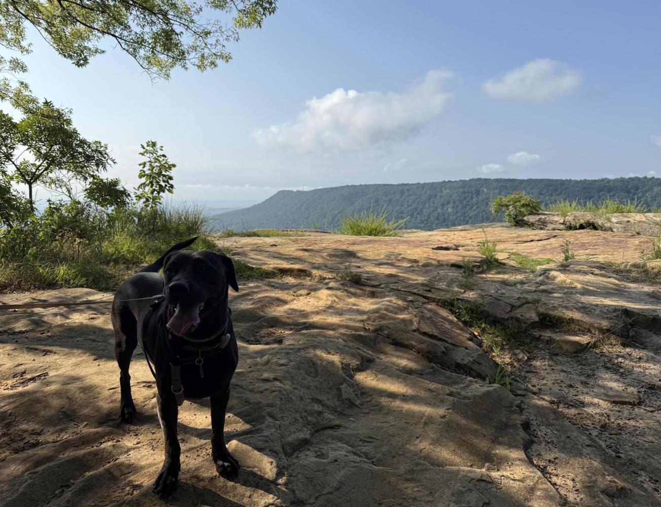 Pooch with high perch