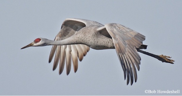 Tennessee Sandhill Crane Festival To Celebrate 35th Anniversary Jan. 17-18