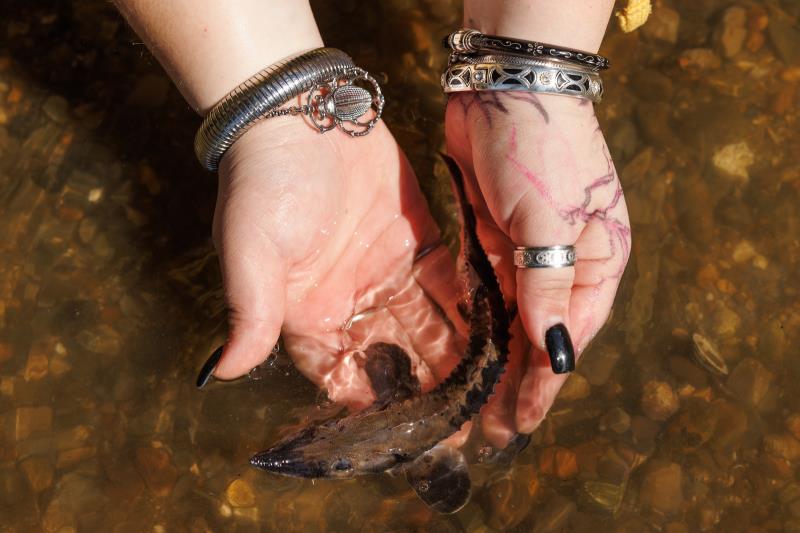 Tennessee Aquarium To Release 500 Lake Sturgeon On Oct. 13