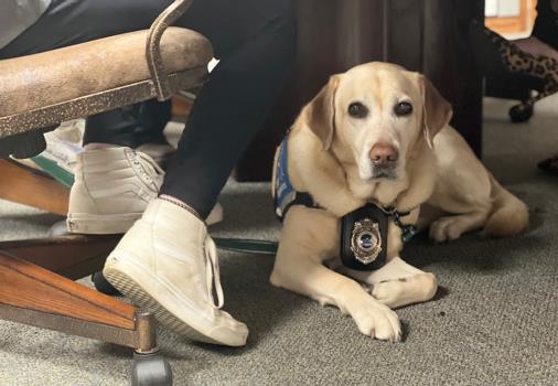 Dogs Coming To Tennessee Courtrooms To Aid Witnesses