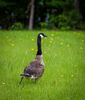 Don't Let Your "Feathers Get Ruffled" By Canada Geese
