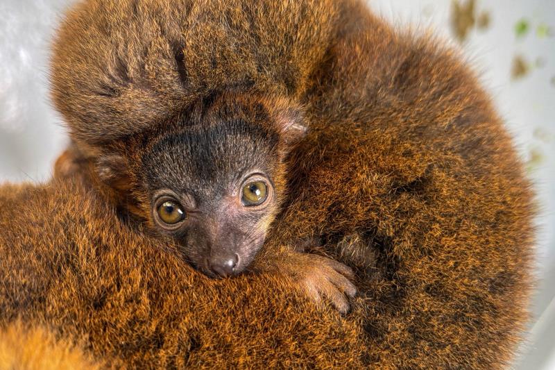 Tennessee Aquarium Celebrates Long-Awaited Milestone With Birth Of 1st Lemur