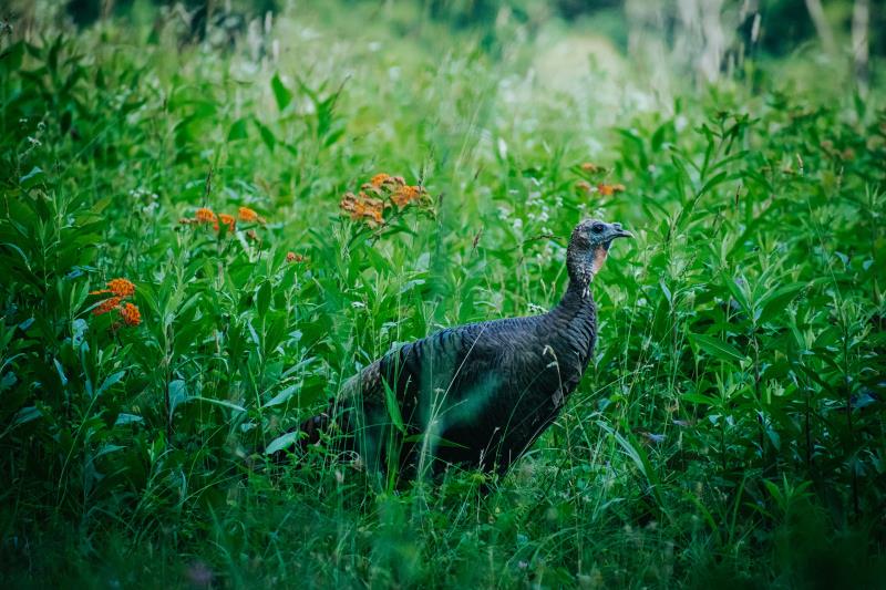 TWRA's Summer Wild Turkey Survey Underway Through Aug. 31