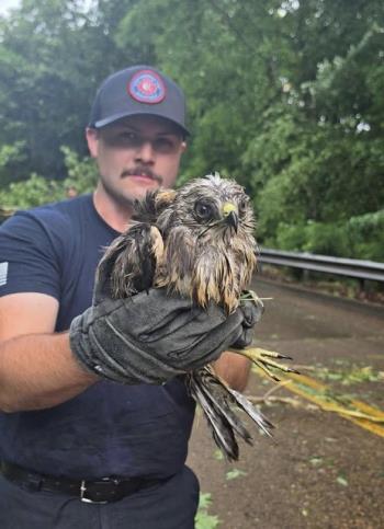 CFD Rescues Injured Hawk From Downed Tree During Sunday Storm